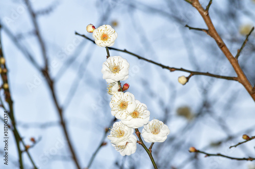 ウメの樹木の梢の複数のウメの花をアップで撮影した写真 Stock Photo Adobe Stock ウメの樹木の梢の複数のウメの花をアップで撮影した写真 Stock Photo Adobe Stock