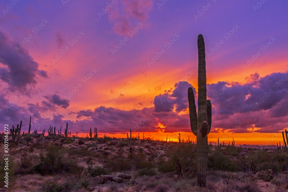 Cactus At Sunset in Arizona - obrazy, fototapety, plakaty 