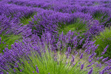 Fototapeta Lawenda - Lavender flowers in the field