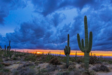 Saguaro Cactus At Sunset In Desert Preserve In Scottsdale, Arizona