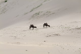 Fototapeta Kuchnia - Camels Camelus bactrianus Sand Dunes on Horizon