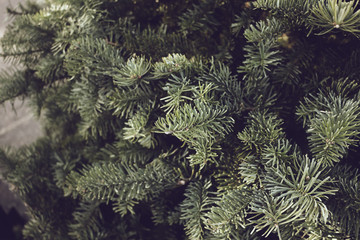 Wall Mural - A rustic closeup image of fir Christmas tree leaves and branches
