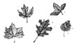 leaves woodcut
