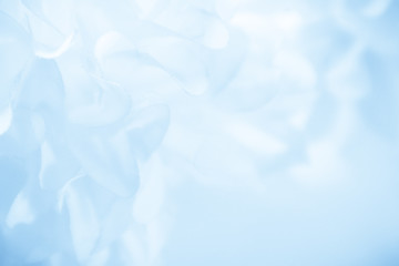 Wall Mural - Beautiful abstract color blue and white flowers background and blue flower frame and pink and blue leaves texture background 