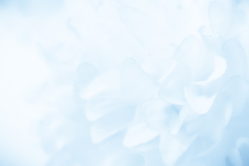 Wall Mural - Beautiful abstract color blue and white flowers background and blue flower frame and pink and blue leaves texture background 