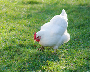 Wall Mural - cage free white chicken in the farm