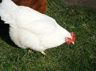 Wall Mural - cage free white chicken in the farm