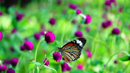 Wall Mural - HD 1080p super slow Thai butterfly in pasture pink flowers Insect outdoor nature