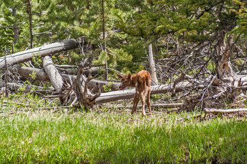 Wall Mural - Baby Elk with Tongue Sticking Out