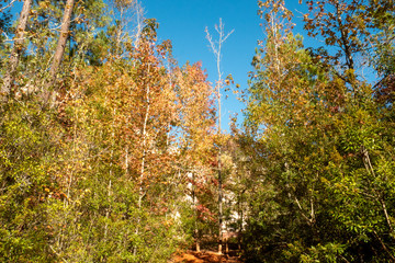 Wall Mural - Providence Canyon, Georgia