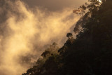 Fototapeta Na ścianę - Morning mist in Ranomafana National Park, Madagascar