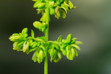 Close up Male Cannabis plant showing pollen sacks