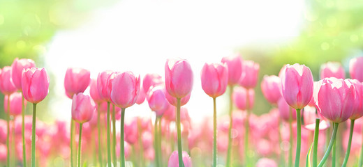 Wall Mural - beautiful background with pink tulips flowers. pink tulips spring template. spring time season. shallow depth.