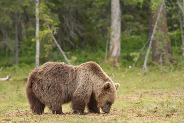 Wall Mural - brown bear (ursus arctos) walking on a finnish bog on a sunny summer evening