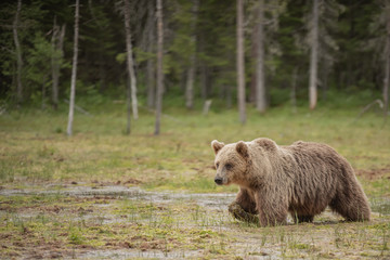 Wall Mural - brown bear (ursus arctos) walks carefully on the very wet swamp