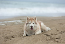 Gorgeous Beige And White Siberian Husky Dog Lying On The Beach.