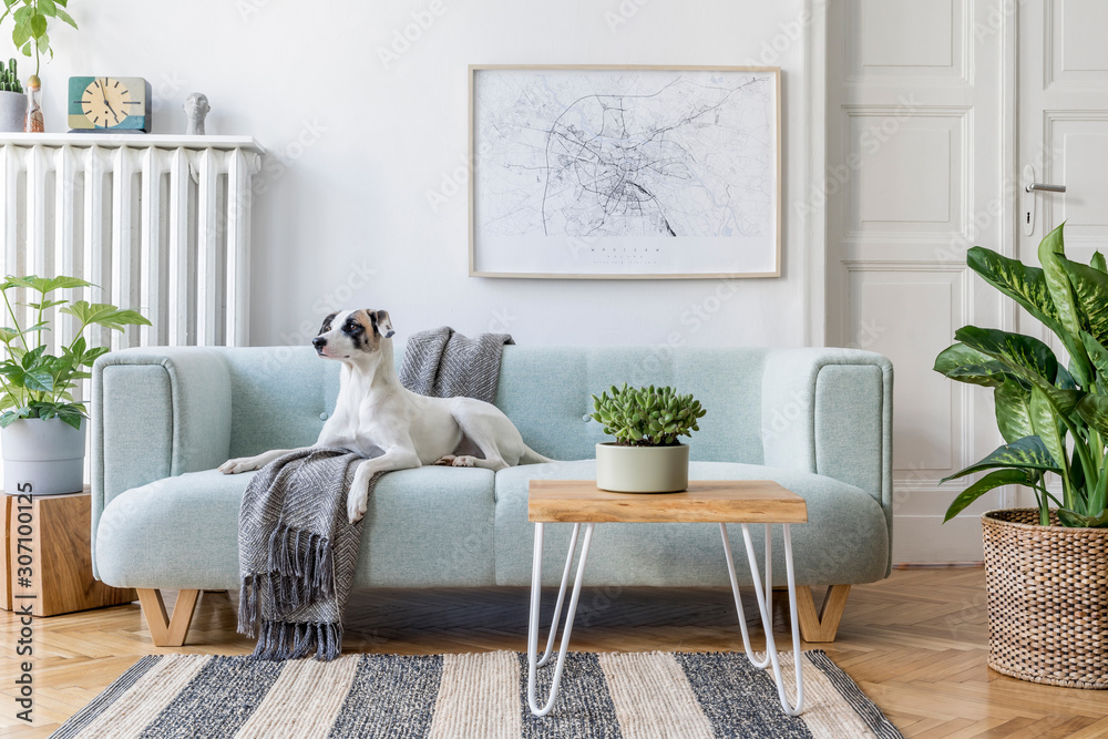 Stylish scandinavian living room interior of modern apartment with mint sofa, design coffee table, furnitures, plants and elegant accessories. Beautiful dog lying on the couch. Home decor. Template. - obrazy, fototapety, plakaty 