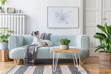 Stylish Scandinavian Living Room Interior Of Modern Apartment With Mint Sofa, Design Coffee Table, Furnitures, Plants And Elegant Accessories. Beautiful Dog Lying On The Couch. Home Decor. Template.