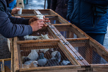 Istanbul/ Turkey - 12.01.2019: A Pigeon Inside The Cage In Bird Market In Istanbul