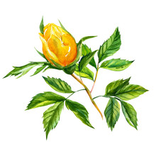 Watercolor Illustration, Yellow Roses Bud On An Isolated White Background. Botanical Painting, Hand Drawing. Set Of Branches, Flowers, Buds And Leaves