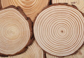 Cross section of tree trunk, stump, background and texture