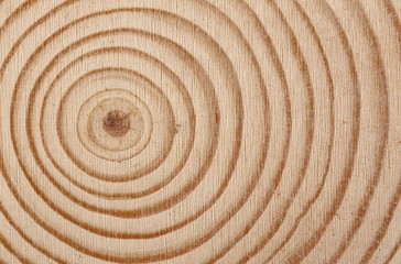 Cross section of tree trunk, stump, background and texture