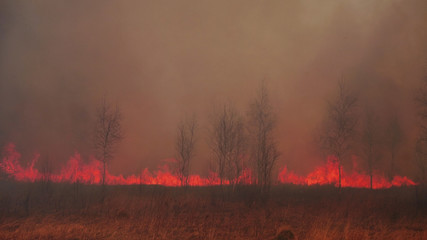 Burning grass in spring forest