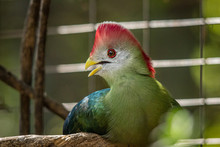 Red-crested Turaco In A Zoo In Hawaii 