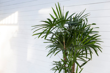 Wall Mural - Modern palm plant in a pale white room.