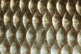 Fototapeta  - Fish scales skin texture macro view. Geometric pattern photo gold color Crucian carp Carassius scaly with Lateral line. Selective focus, shallow depth field.