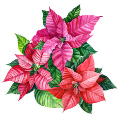 Wall Mural - Christmas plant, bouquet of poinsettia flower on an isolated white background. Watercolor illustration, botanical painting.