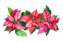 Christmas Plant, Bouquet Of Poinsettia Flower On An Isolated White Background. Watercolor Illustration, Botanical Painting.