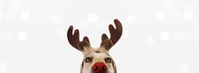 Banner Close-up Hide Dog Pet Celebrating Christmas Dressed As A Santa Claus Reindeer. Isolated On White Or Gray Background.