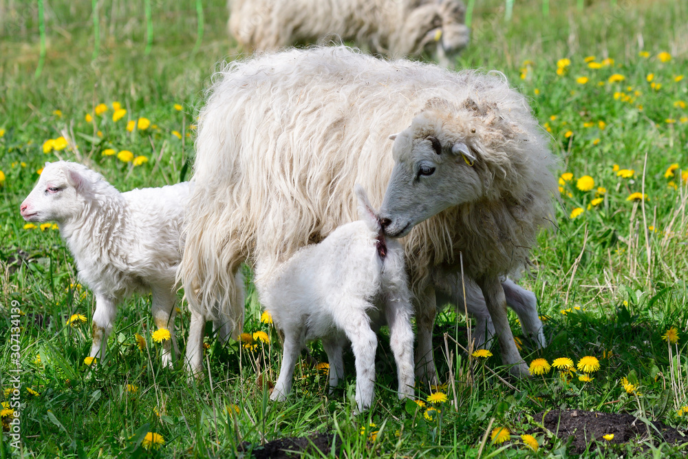 Die Ostpreußische Skudde Stock Photo | Adobe Stock Die Ostpreußische Skudde Stock Photo | Adobe Stock