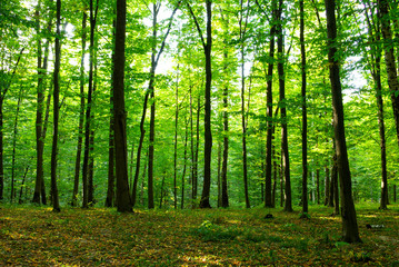  forest sunlight