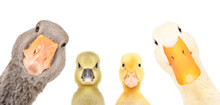 Portrait Of A Goose, Gosling, Duckling, Duck Isolated On A White Background