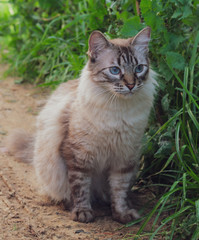 portrait of a cat