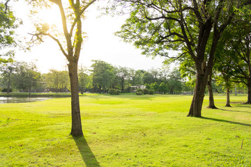 Wall Mural - City public park bangkok thailand. River, green meadow, tree in the park on sunset.