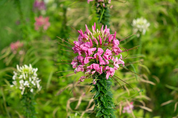Wall Mural - spider flower pink color and white color in garden.