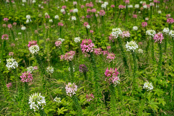 Wall Mural - spider flower pink color and white color in garden.