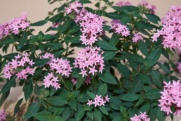 Pentas lanceolata