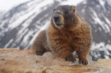 Yellow-bellied Marmot (Marmota Flaviventris) Cute Furry Rodent In American Rockies	