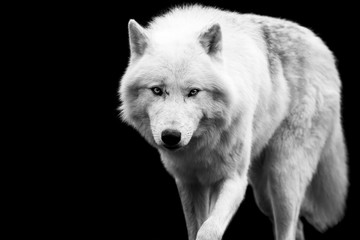 Wall Mural - white wolf with a black background
