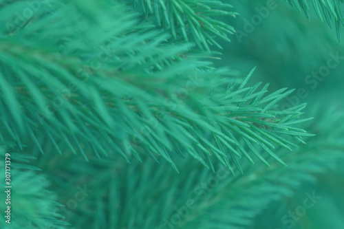 Green evergreen background.