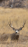 Fototapeta Sawanna - Mule Deer Buck in Colorado in Autumn