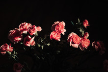 Pink Carnation Flowers On Dark Black Background. Chiaroscuro. 