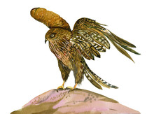 Hawk Bird Watercolor Illustration On White Background