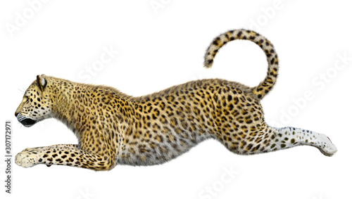 Fotografía 3D Rendering Big Cat Leopard on White