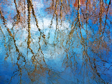Water With Trees And Sky Reflection
