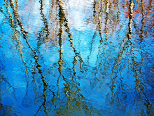 Blue Water With Tree Branches Reflected
